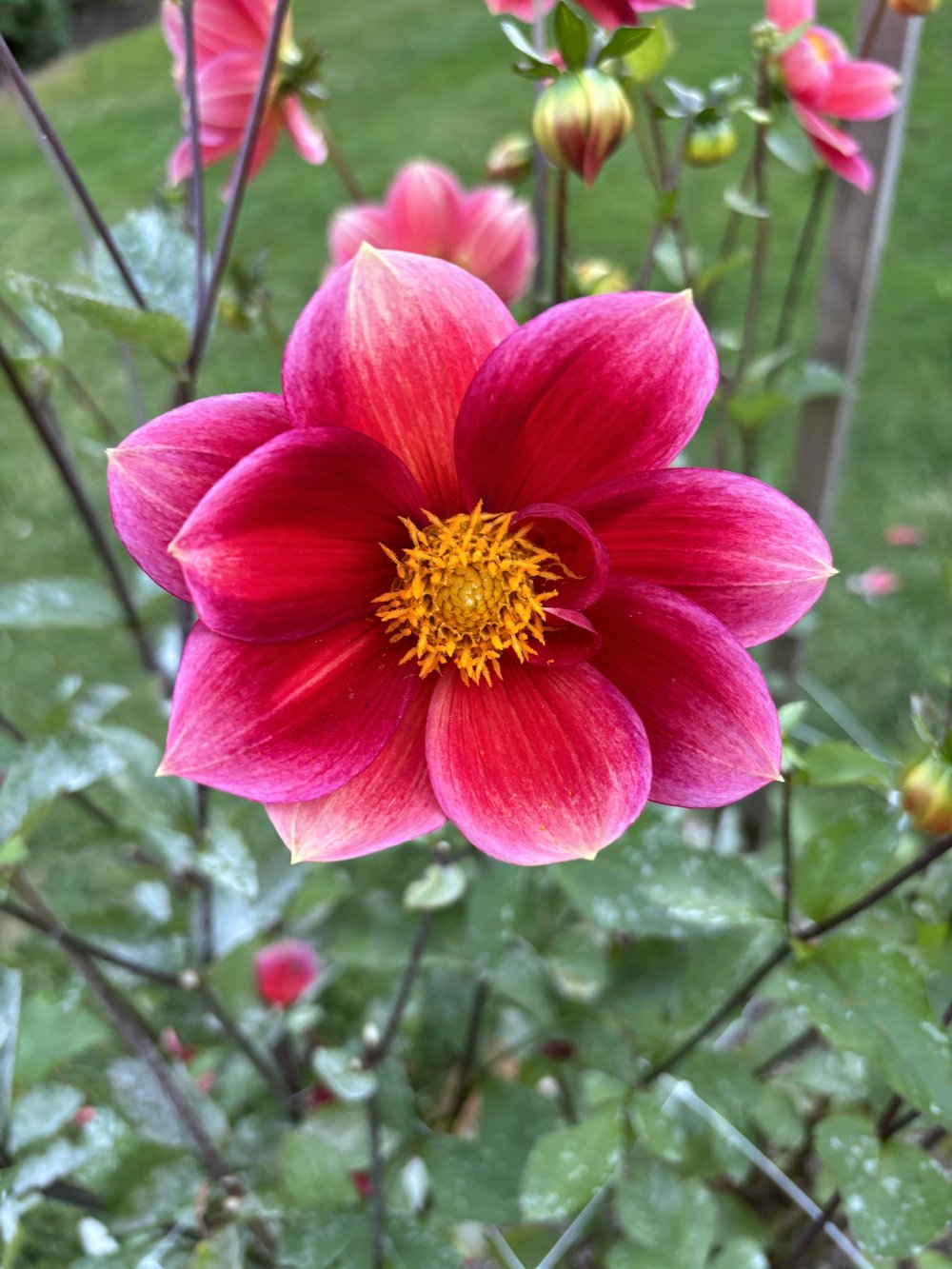 その他 Dahlia, Idyllic Dreamer CSR Day Dreamer — Three Acre Farm